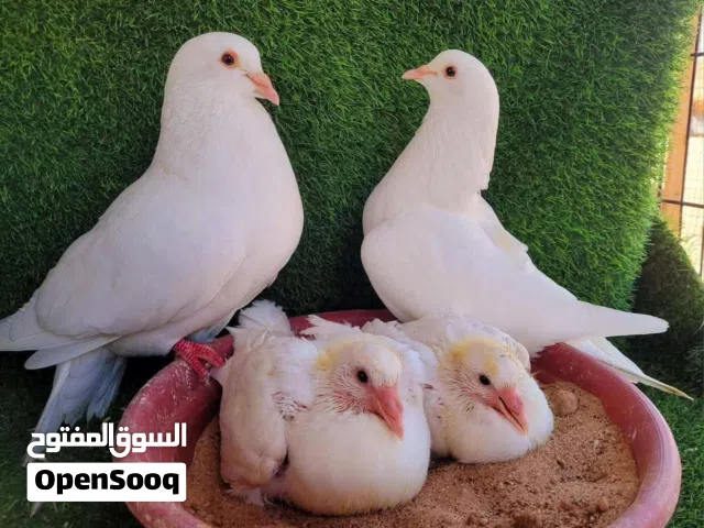 حمام فرنساوي لاحم