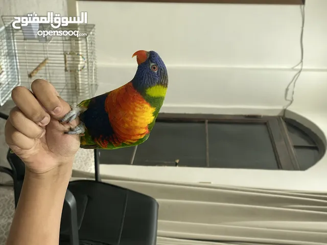 طير لوري ربوه جناح كامل ذكر يعلب مع الأطفال يرقص يقول بوسه حبيبي فموس يأكل حاب يصفر تنادي يجيك