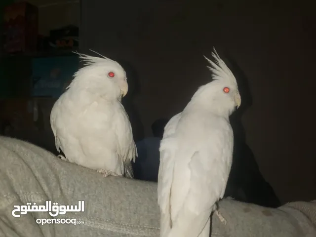 اصحاب الفخامه ،، متوفر زوج كوكتيل البينو اليف جداً