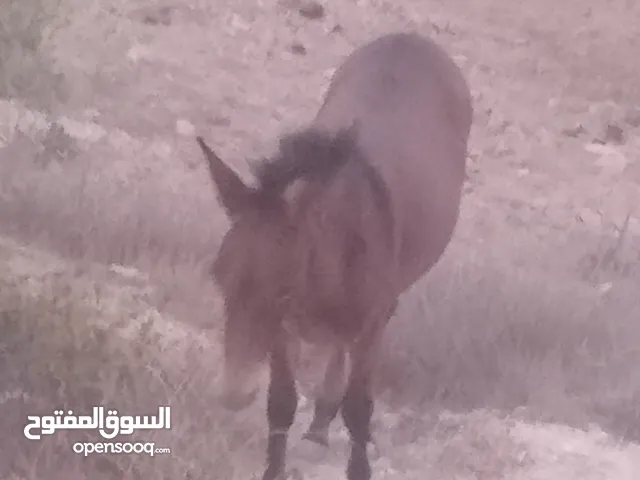 بسم الله ماشاءالله موجود بغلة