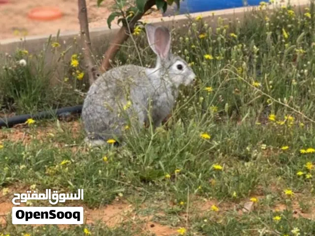 ارانب الماني نضافة الله يبارك دكر وانتي
