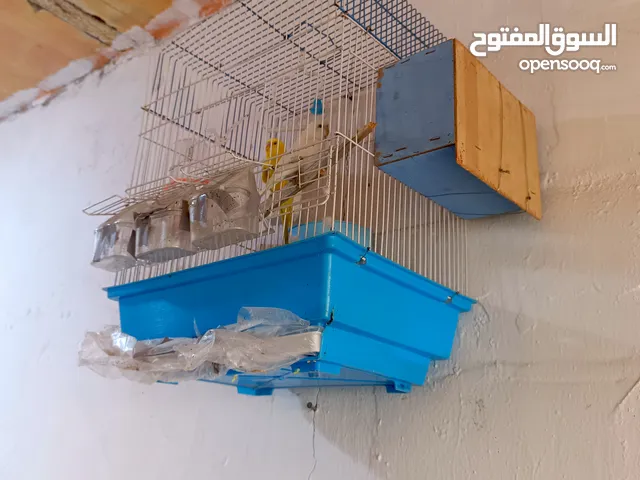 منتضر لزينه الحيوان اليف والوحشي