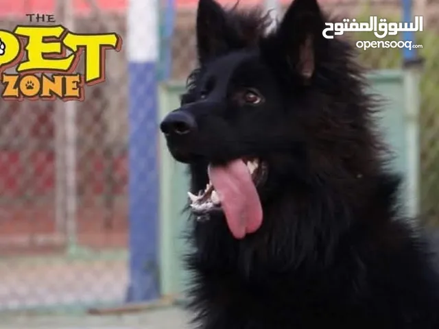 بت زون لتدريب الكلاب وخدمه مبيت الكلاب نستقبلكم بفرعينا