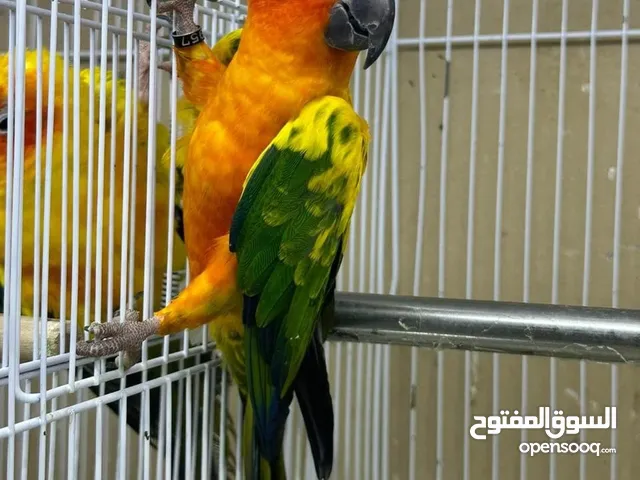نوع ببغاء للبيع