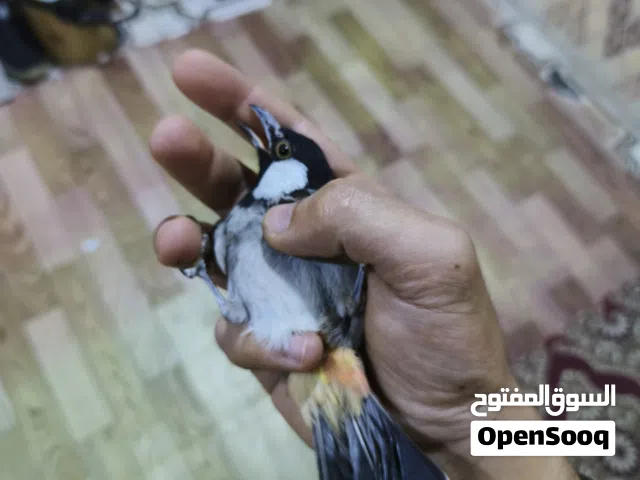 موجود نثيه منتجه البيع وموجود فحله طواره