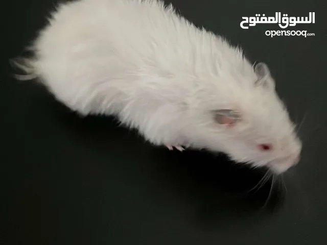 هامستر سوري ل البيع متوفر الكثير من الاعمار ل الاستفسار خاص
