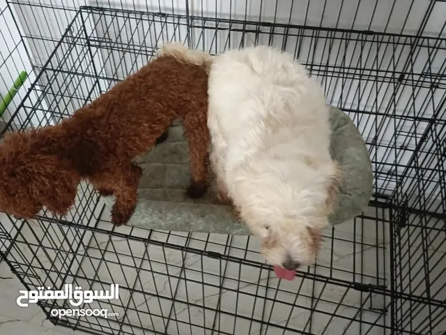 pregnant Maltese x teacup poodle