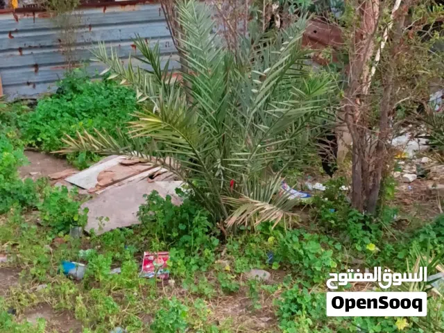 فسال نخل لعمر من 3سنه لى5