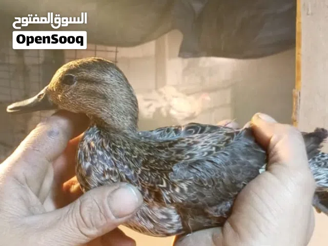 بش زوج بري اصلي حذاف مال صيد شبك العنوان بصره شط العرب تنومه