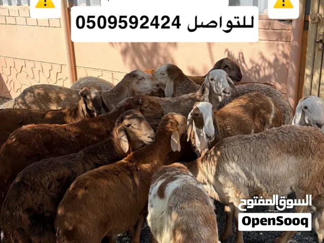 اضاحي العيد او للعزايم خرفان