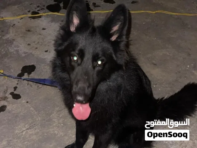 للبيع كلاب جرمن العمر 35 يوم مكان صلاله