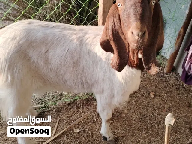 ماعز فحل واحد ثلاث  ثانيه وحدارات طفل