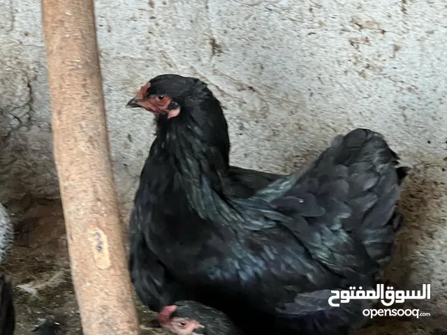 جاجة براهمي سوبر جامبو