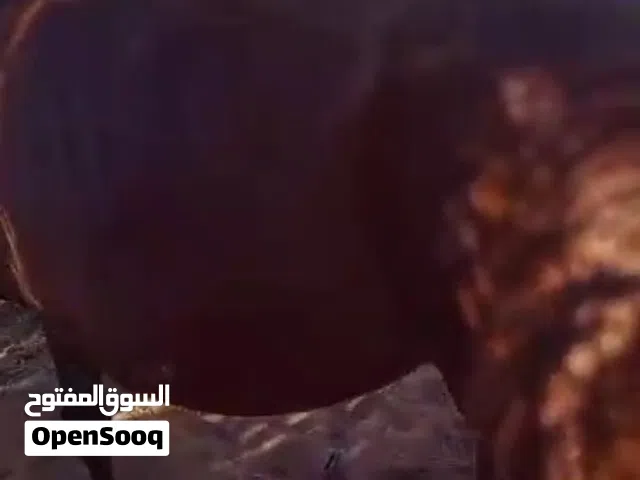 فرس للييع بسعر حرق