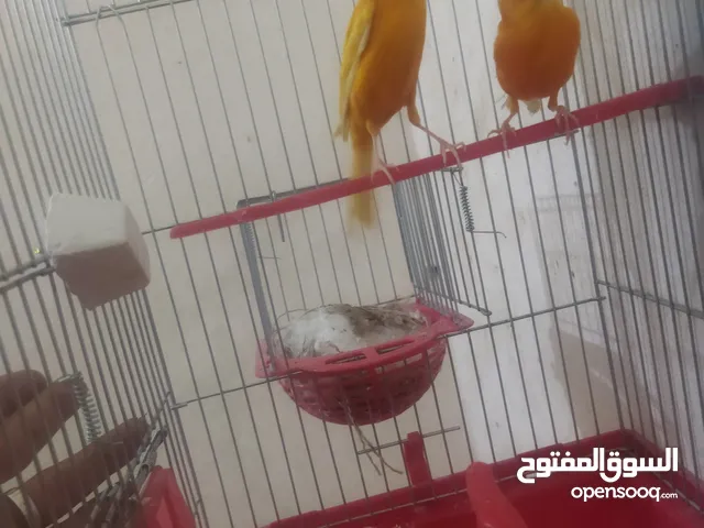 جوز فيشر + وجوزكنار جواز سغاله