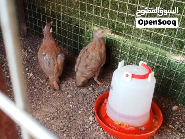 زوج حجل رملي للبيع فقط