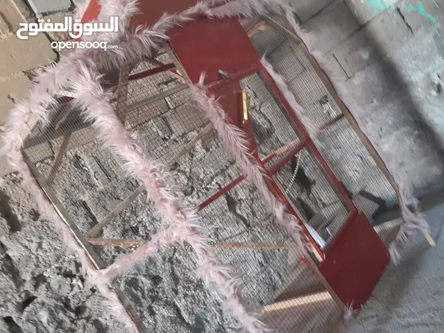 قفص جديد مكان ابو صخير