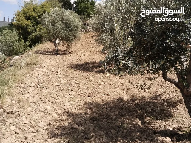 Farm Land for Sale in Salt Um Jozeh
