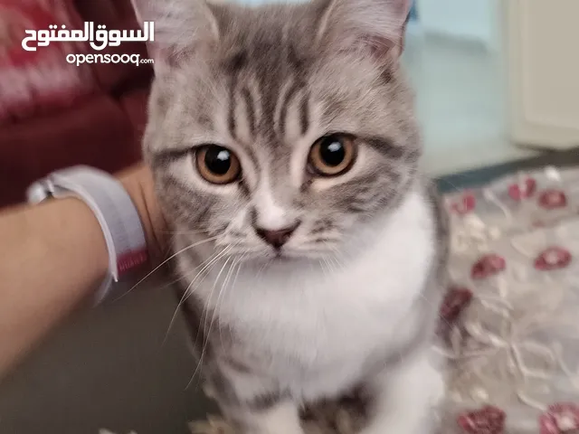 قطتين للتبني مجانا.. القط الكبير ذكر عمره سنتين ونصف معقم ، والصغيرة أنثى عمرها أقل من سنة غير معقمة