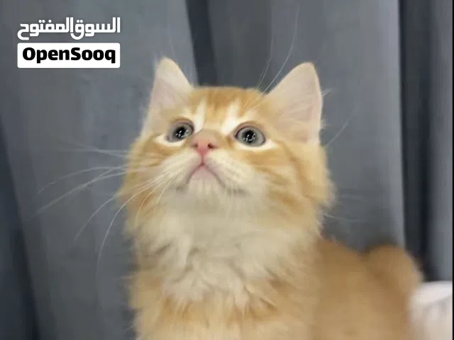 قط نادر ذكر يحب يلعب