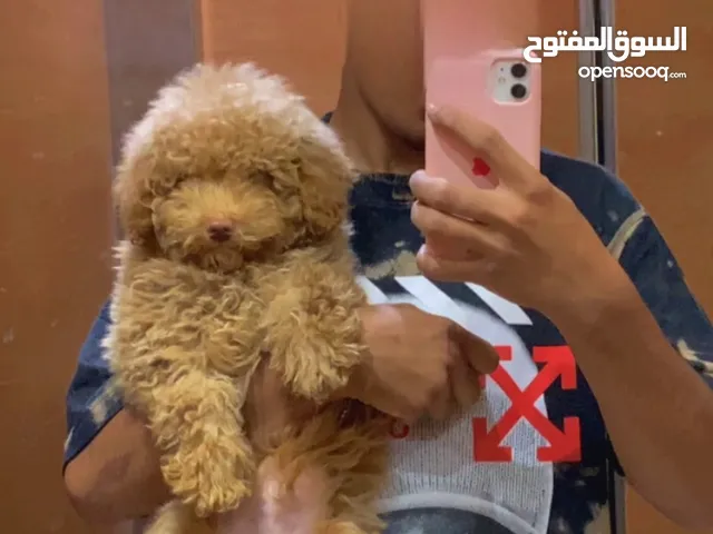 مطعم و عنده جواز و اموره طيبه