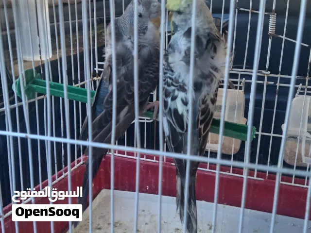 السلام عليكم متاح كوبيه بقلينو هوقو روم ربي يبارك ذكر بلاك وينك