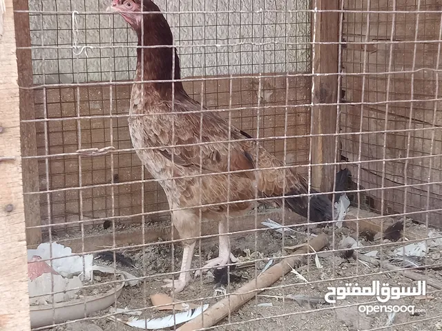 Pakistani chicken pair for sale or exchange