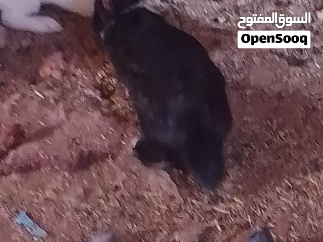 ارنب ذكر ب5ريال اخر