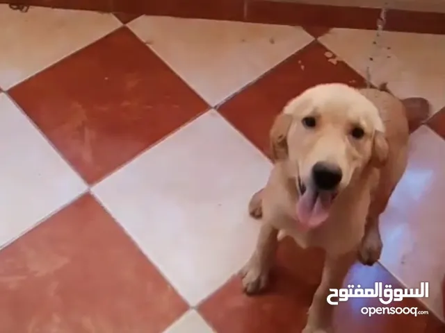 كلب جولدن للبيع