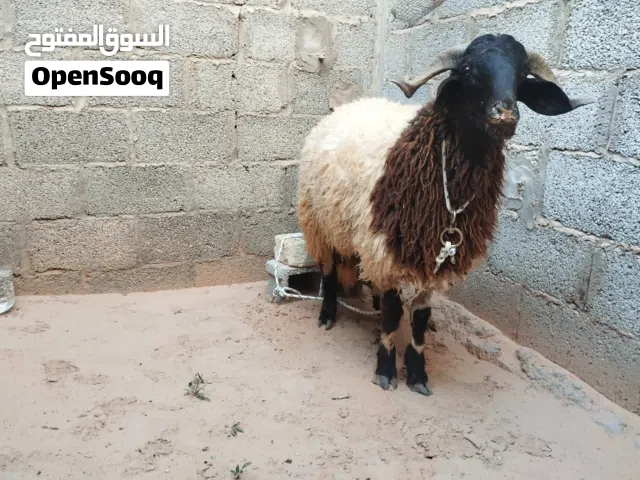 خروف وطني للبيع ربي ايبارك حرق  خروف تعيد انت وجيرانك