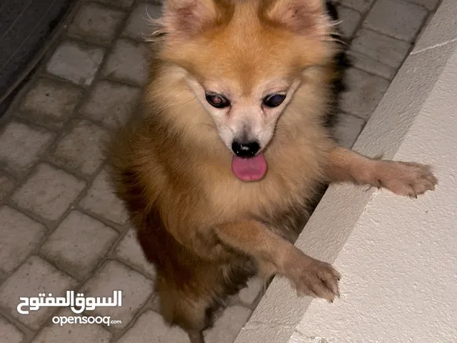 A beautiful dog (German Spitz)