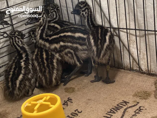 قطيع نعام الايمو و فروخ