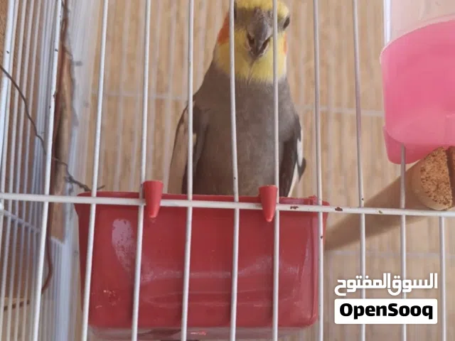 كوبيه كوكتيل لا قوة الى بالله ذكر شريان ونشاط ربي يبارك شوف فيديو