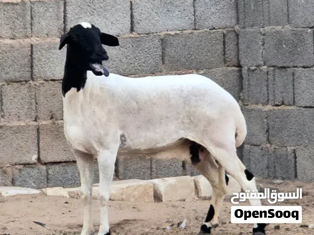 نعجة اول جمع عشرا 3 شهور