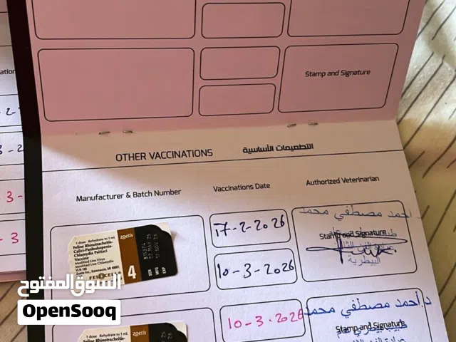 2 persian kittens 6 months complete vaccinated. for Vaccination. Cats are for add