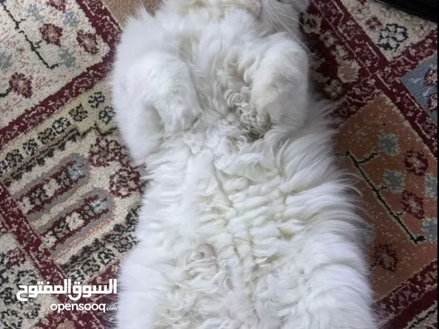 بزونه شيرازي ملقحه مع اطفالهه 4واحد ذكر  والباقي اناث