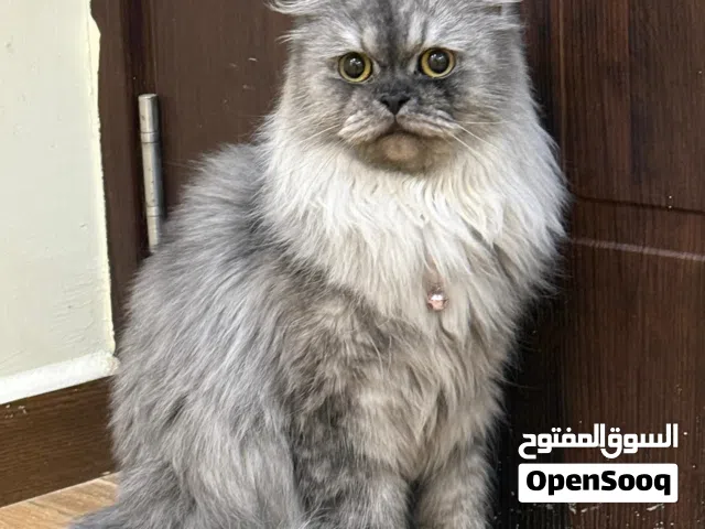 قطة شيرازية، بيور أصل أم وأب / مطعمة