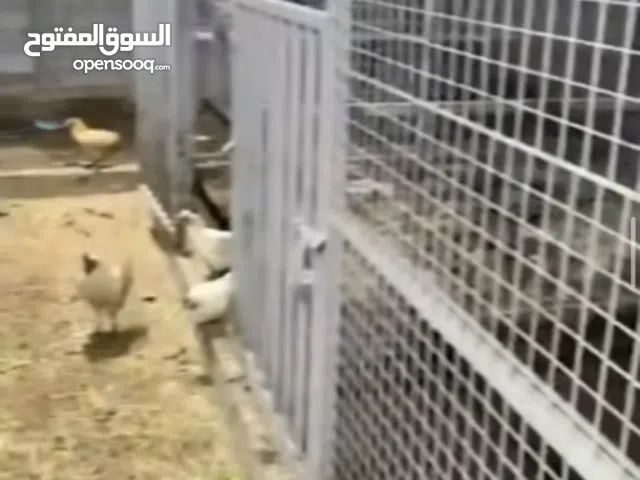 مزرعه واسطبل جاهز بنسبه95%5رواقات رواق كبير للغنم مجلس مطبخ حمام