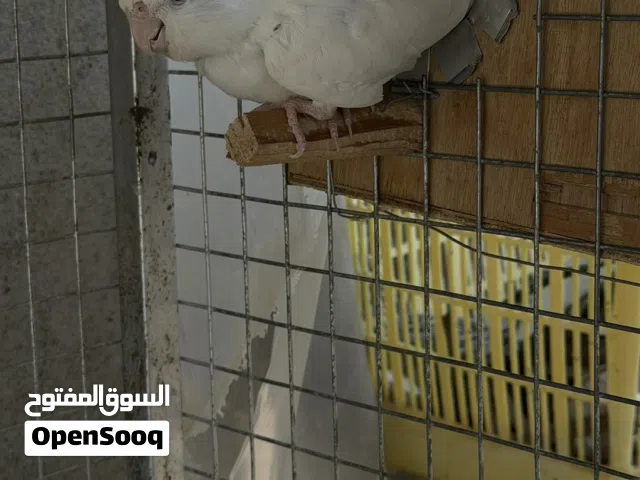 كوكتيل البينو