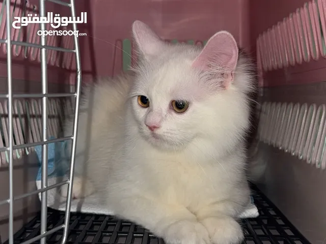 قط شيرازي فيلفل