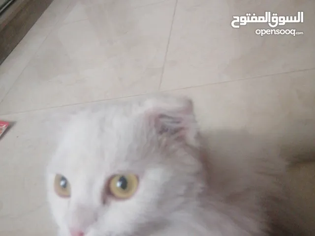 سكوتش فولد للبيع