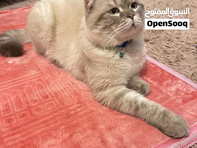 ثلاث قطط للبيع