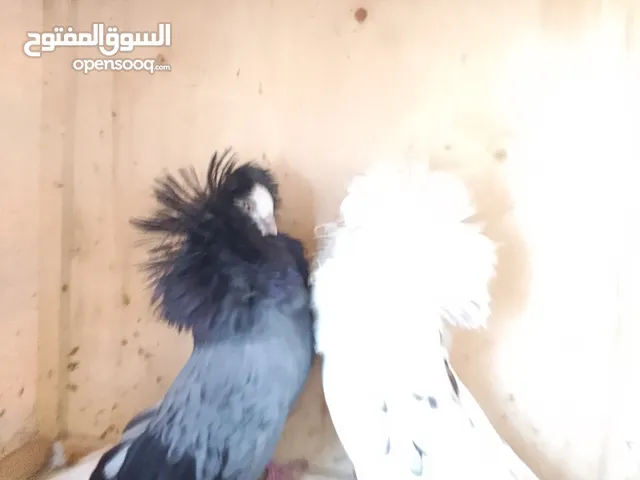 كوبيه مصوقره لبيع
