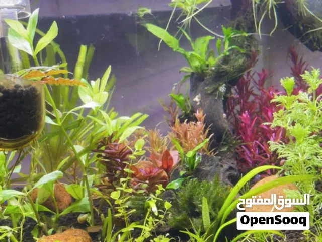حوض كريستال اصلي للبيع فقط