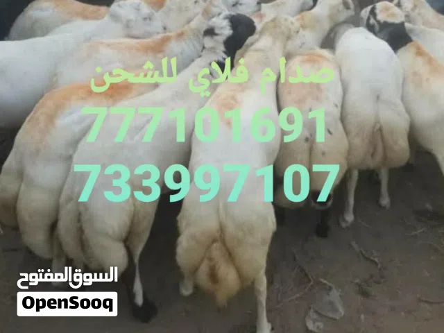 مواشي خرفان وابقار للبيع جمله الجمله فقط وللشحن والتصدير