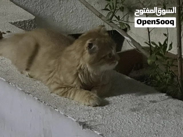 تم العثور عل قط