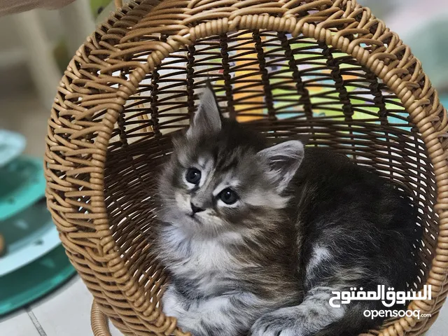 Maine coons babies waiting for you you are welcome too choose ur baby kitten