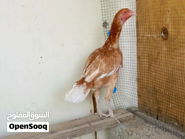 للبيع دجاجه باكستانيه اقرا الوصف تحت.