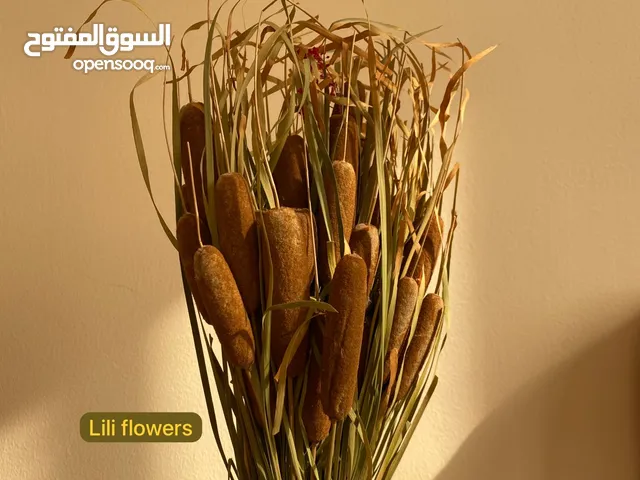 Cotton flower Lunaria Fox tail Yarrow Russian knapweed Giant reed Craspedia String-of-pearls ...