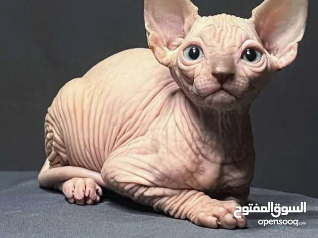 قط سفنكس بيور